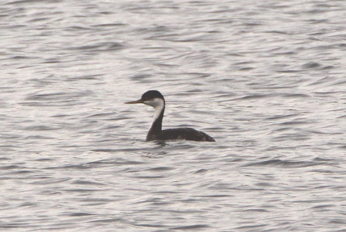 Western Grebe - ML76457511
