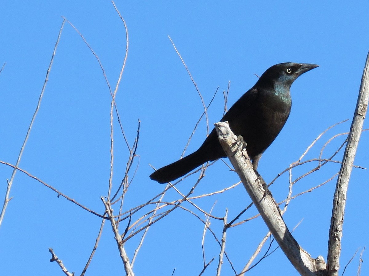 Common Grackle - Dave Hawksworth