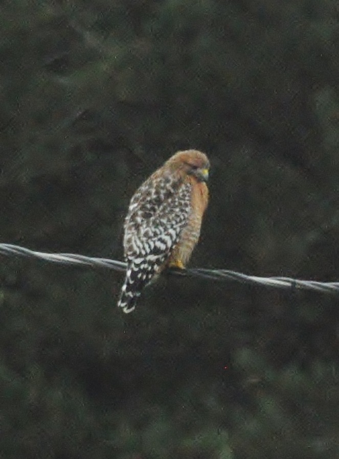 Red-shouldered Hawk - Rachel Hudson