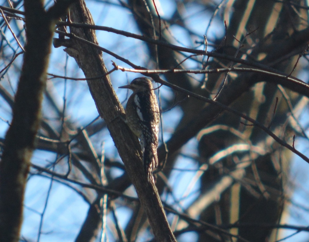 Yellow-bellied Sapsucker - ML76461081