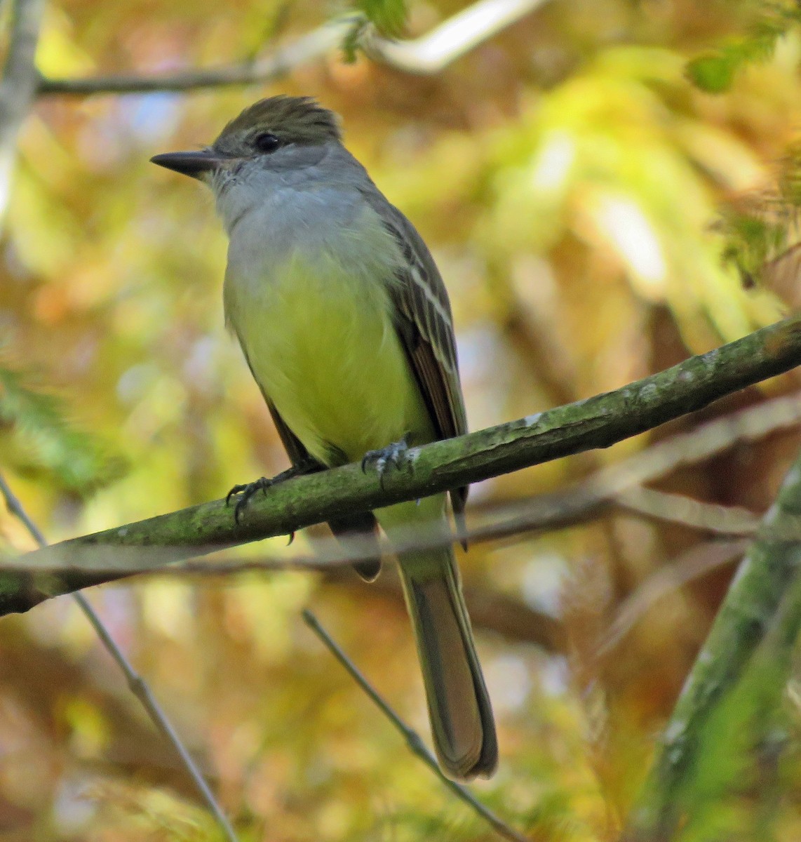 Brown-crested Flycatcher - ML76461431