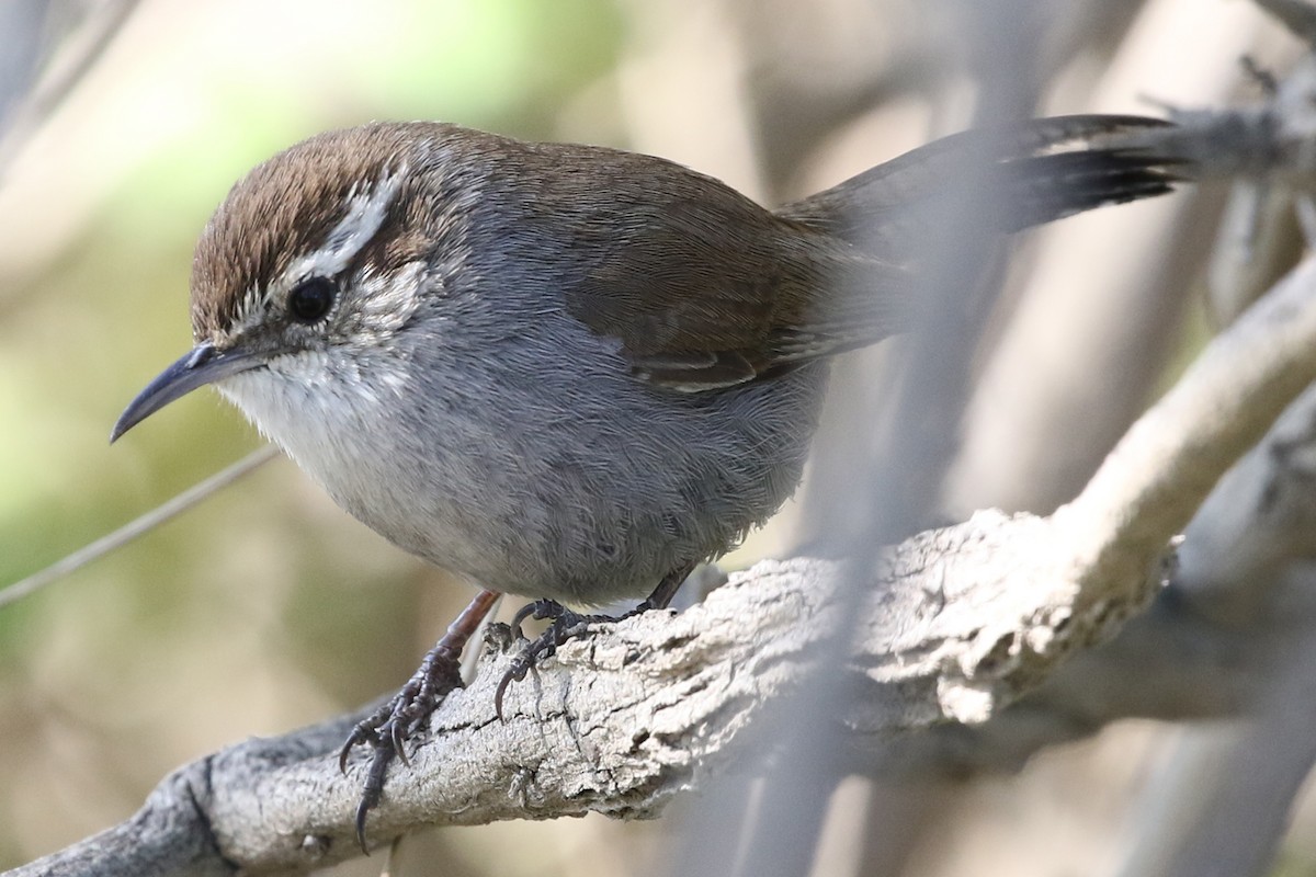 Bewick's Wren - Stephen Fettig