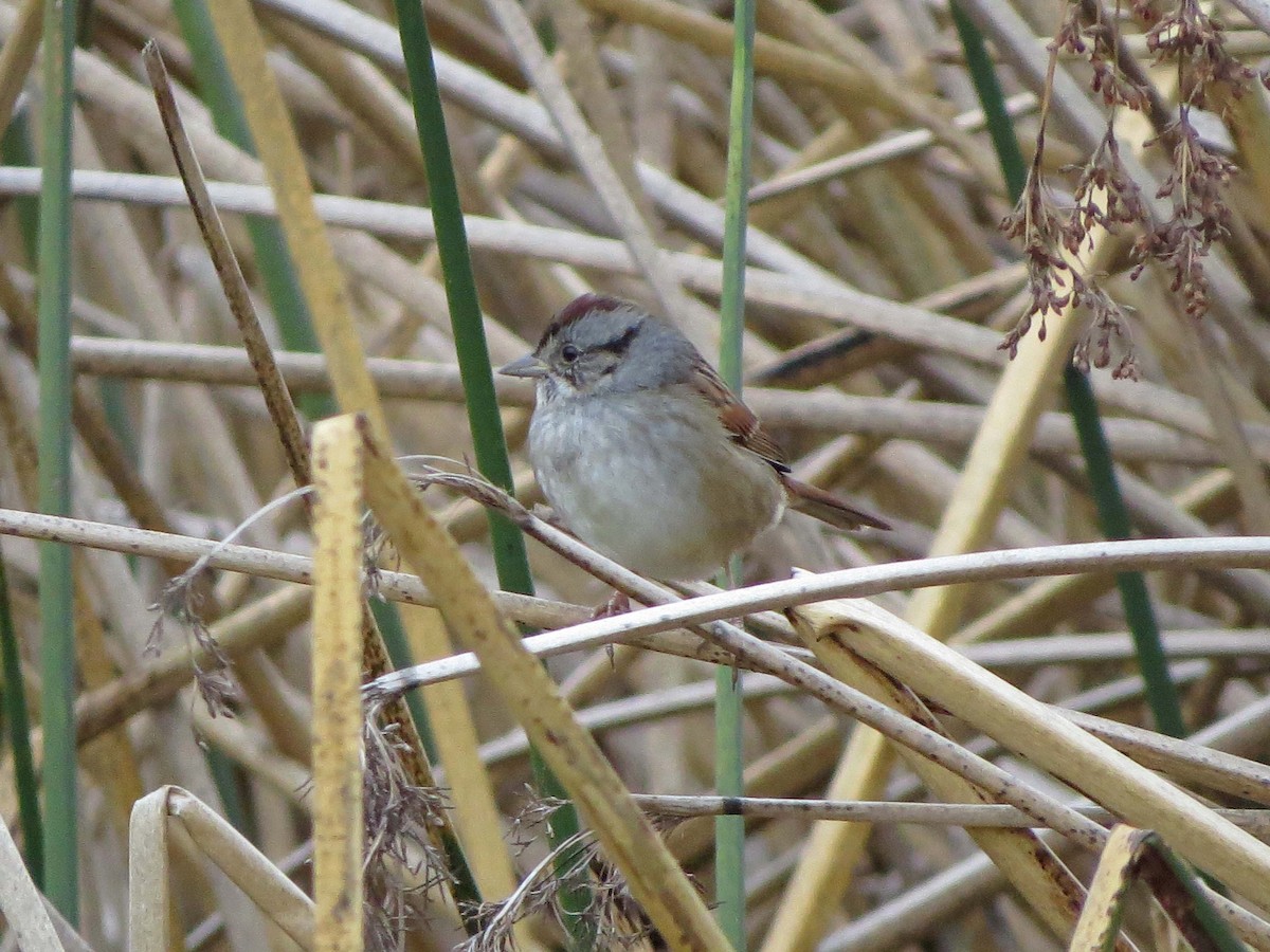 Swamp Sparrow - ML76463271