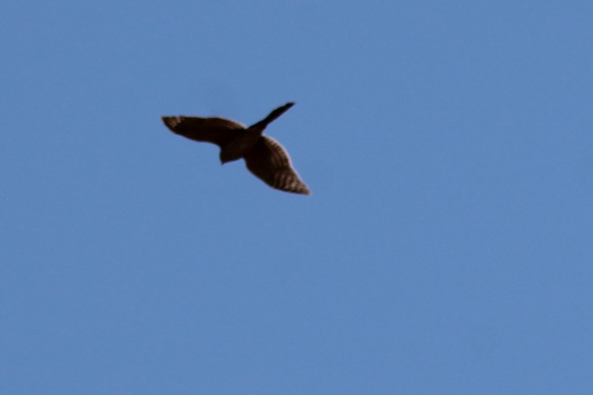 Cooper's Hawk - ML76463501