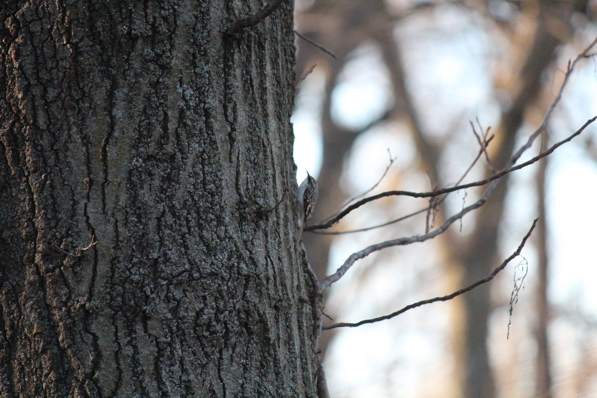 Brown Creeper - ML76463511