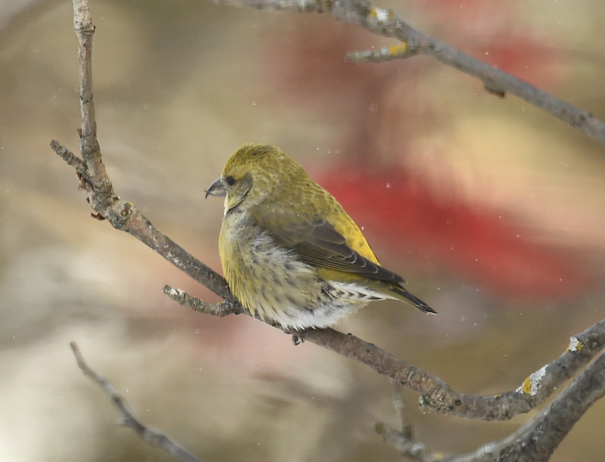 Гацуурын солбин хошуут - ML76463881