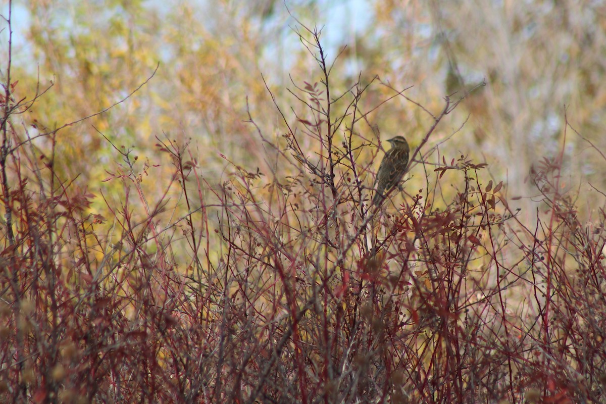 Red-winged Blackbird - ML76466661