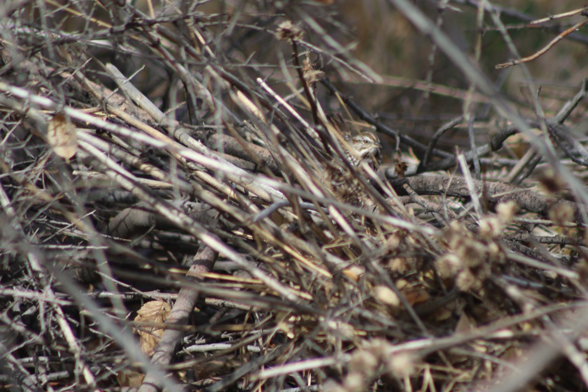 Song Sparrow - ML76466671