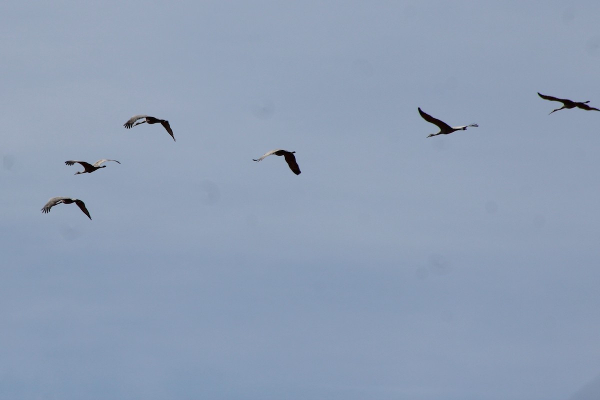 Sandhill Crane - ML76466691