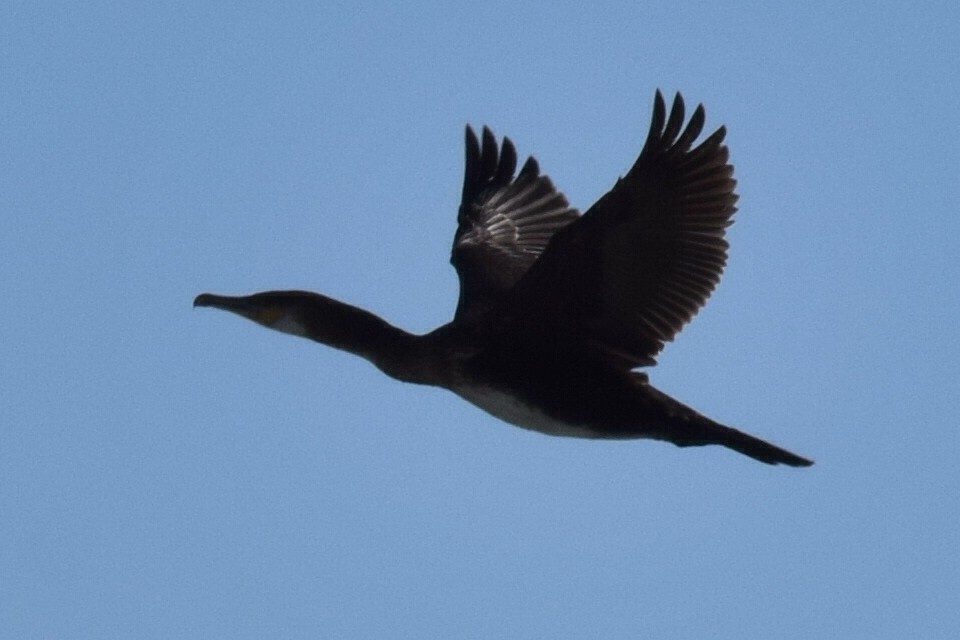 Great Cormorant - Austin Broadwater