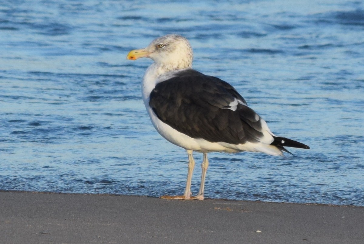 Kelp x American Herring Gull (hybrid) - ML76467461