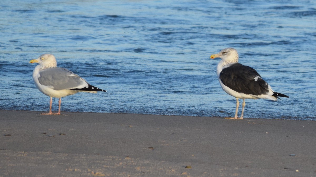Kelp x American Herring Gull (hybrid) - ML76467481