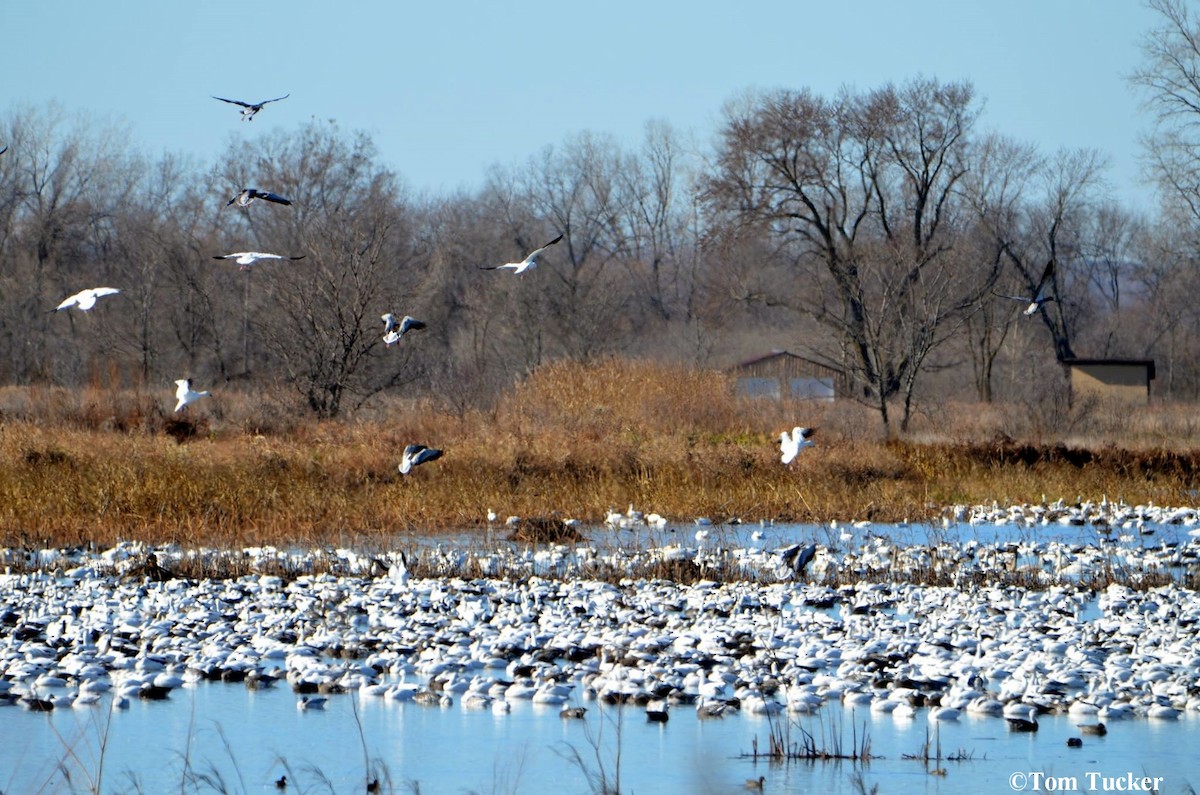 Snow Goose - Burroughs Audubon Field Trips