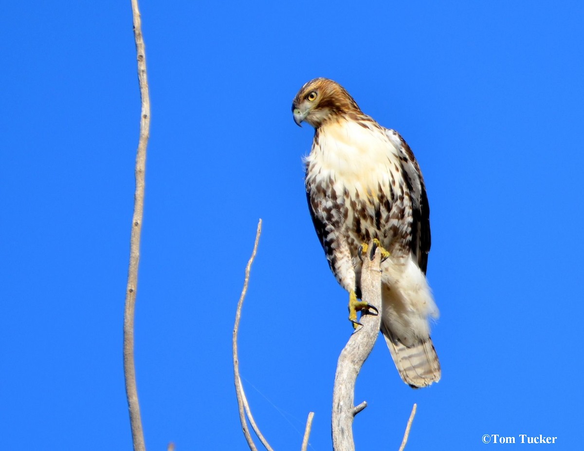 Red-tailed Hawk - Burroughs Audubon Field Trips