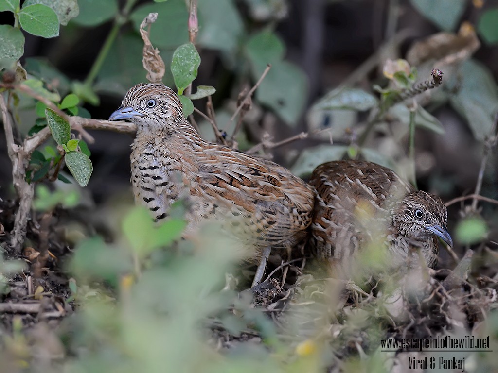 Barred Buttonquail - ML76468811