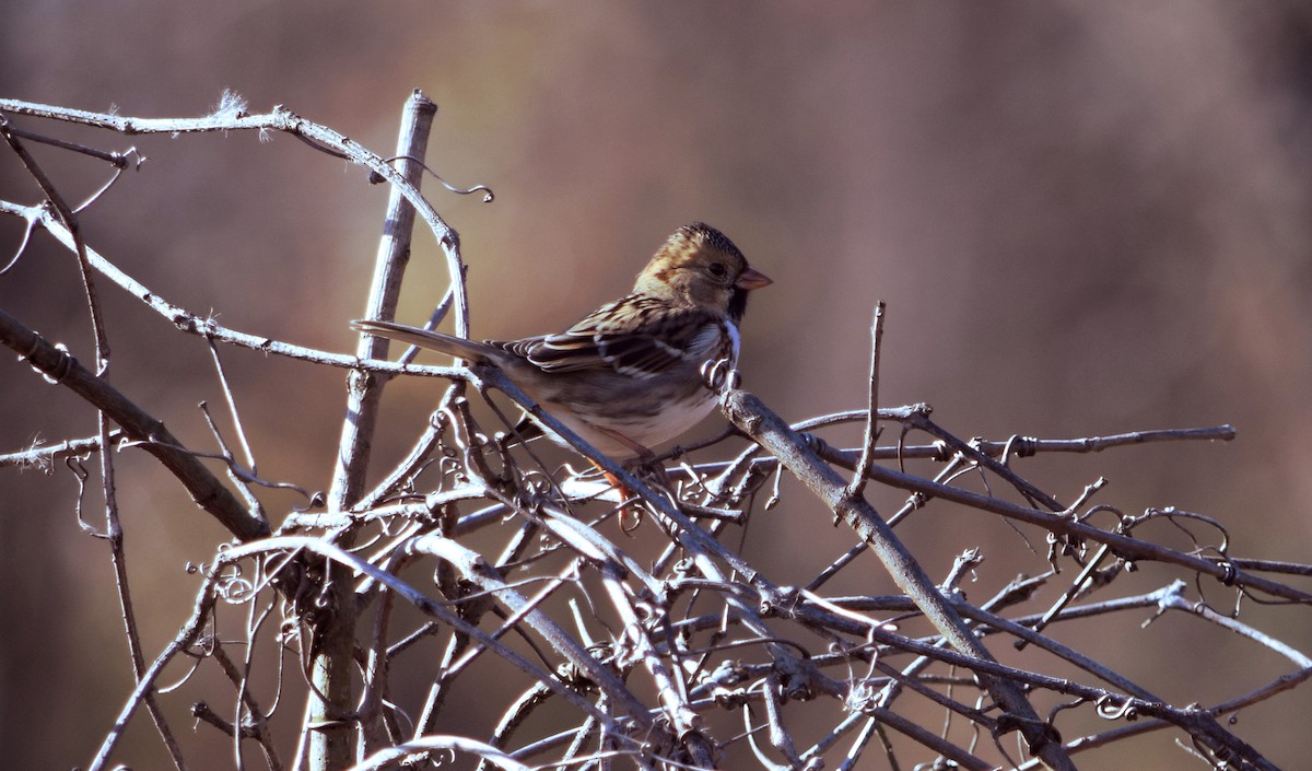 Harris's Sparrow - Russell Winter