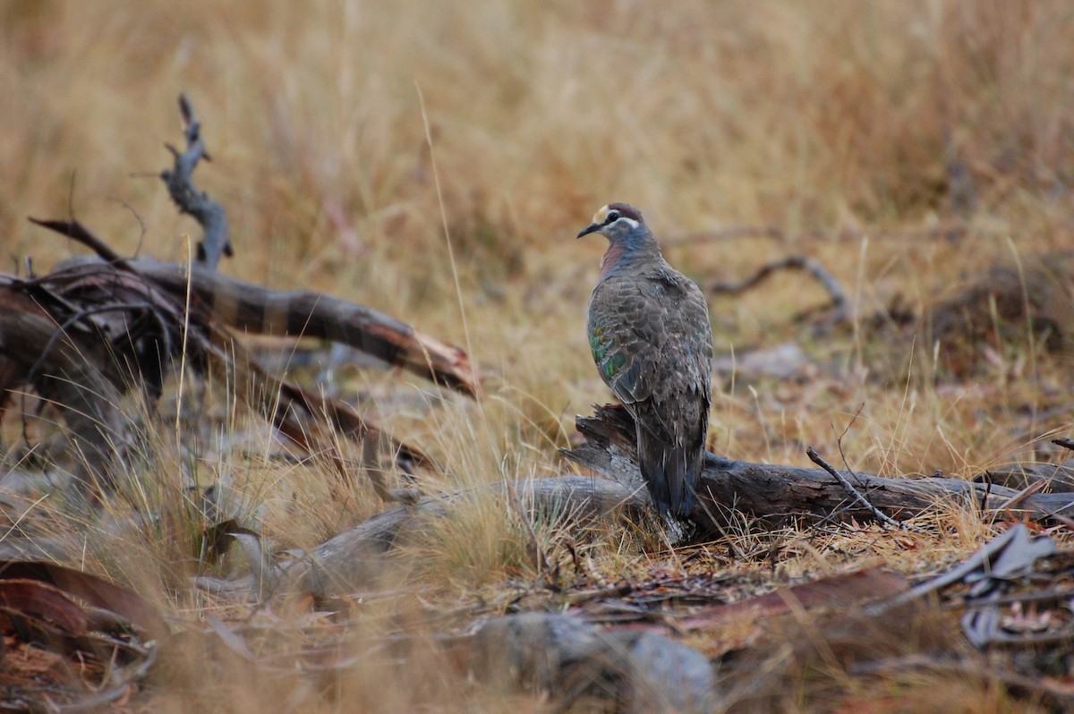 Common Bronzewing - ML76475191