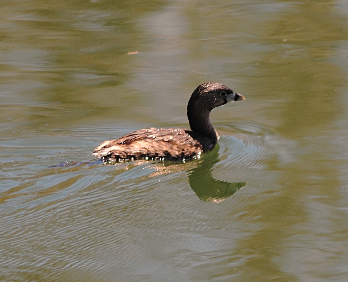 Pied-billed Grebe - ML76475681