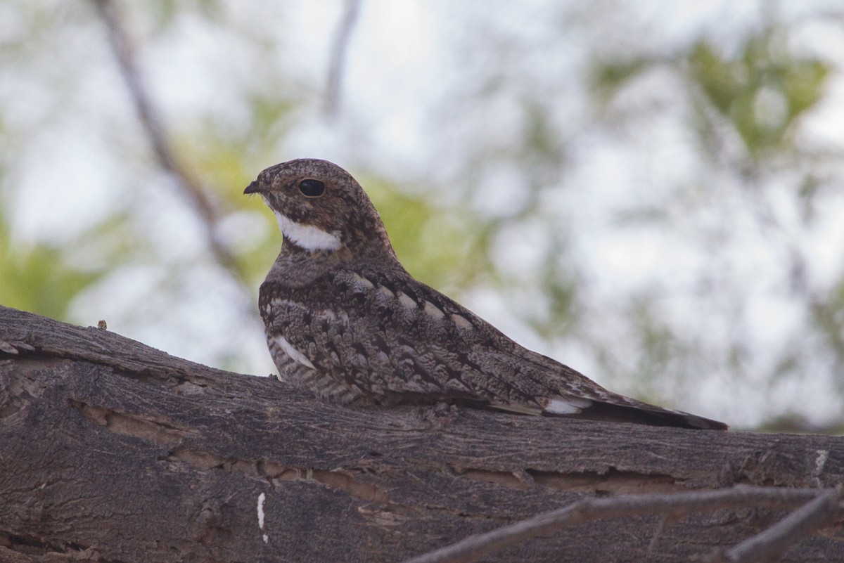 Lesser Nighthawk - ML76476461