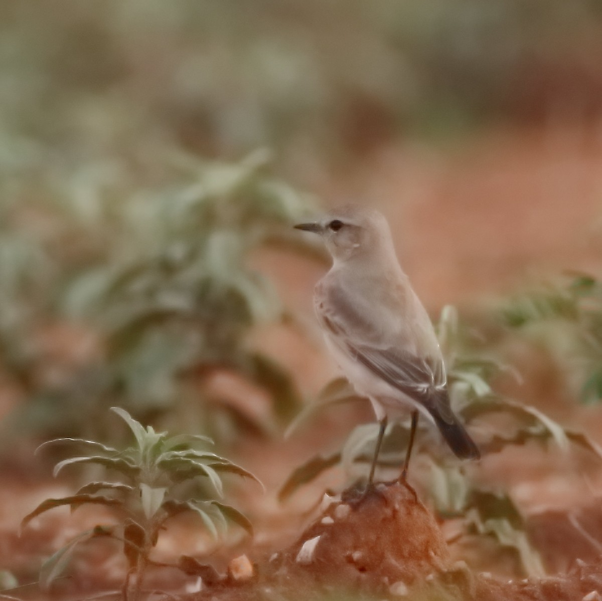 Isabelline Wheatear - Rajinikanth Kasthuri