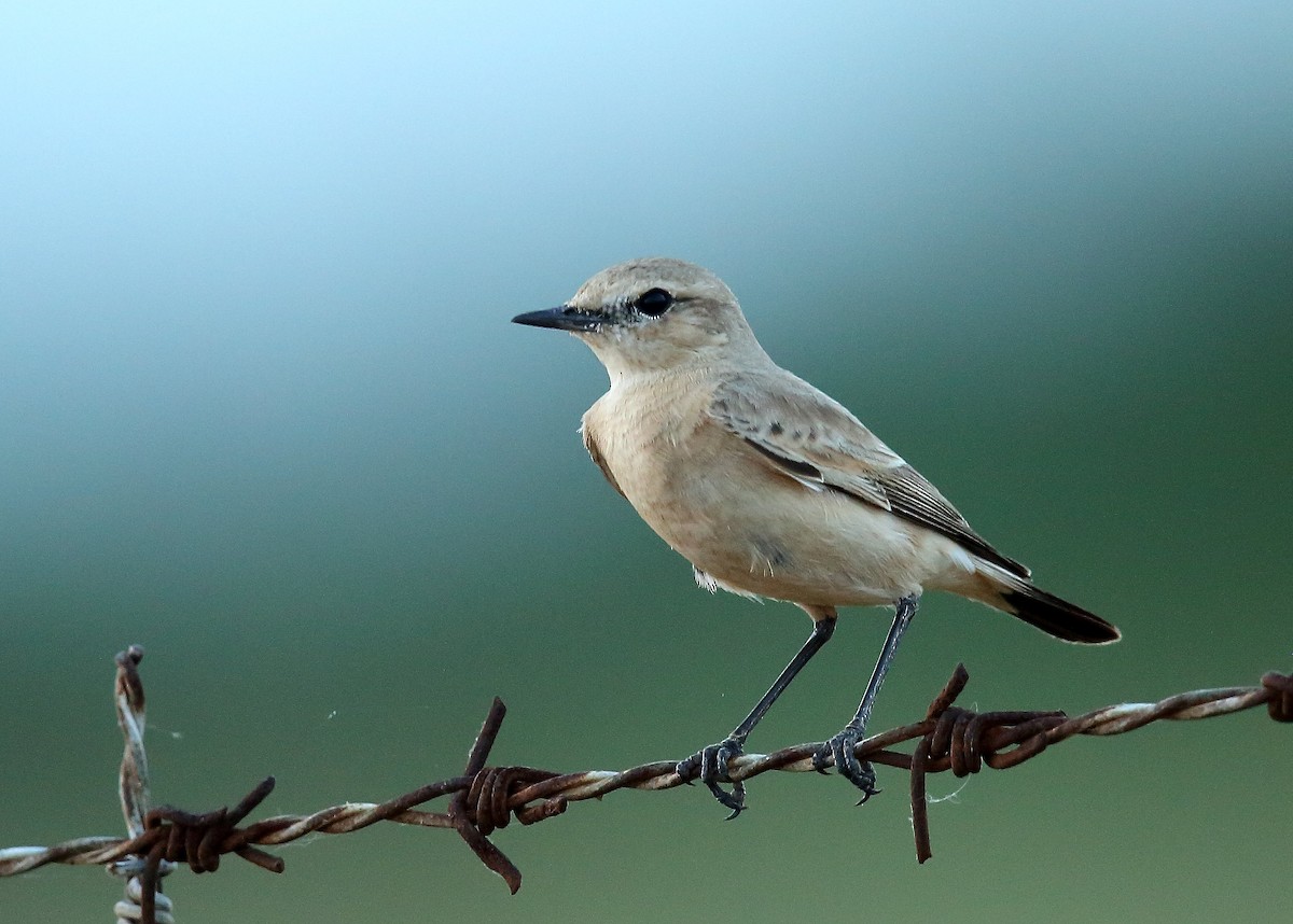 Isabelline Wheatear - Rajinikanth Kasthuri