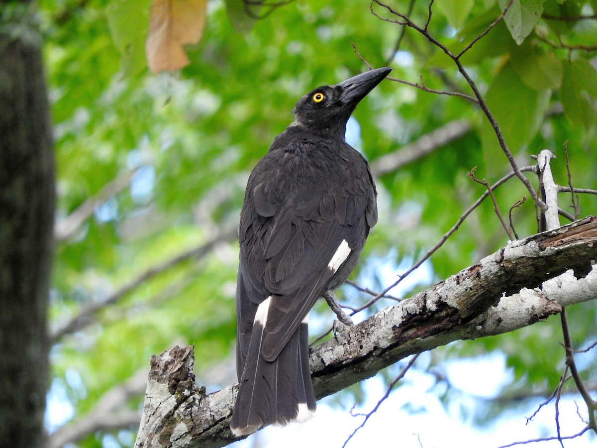 Pied Currawong - ML76477021