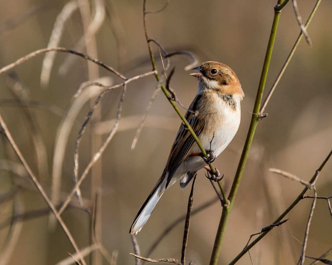 Pallas's Bunting - ML76477051