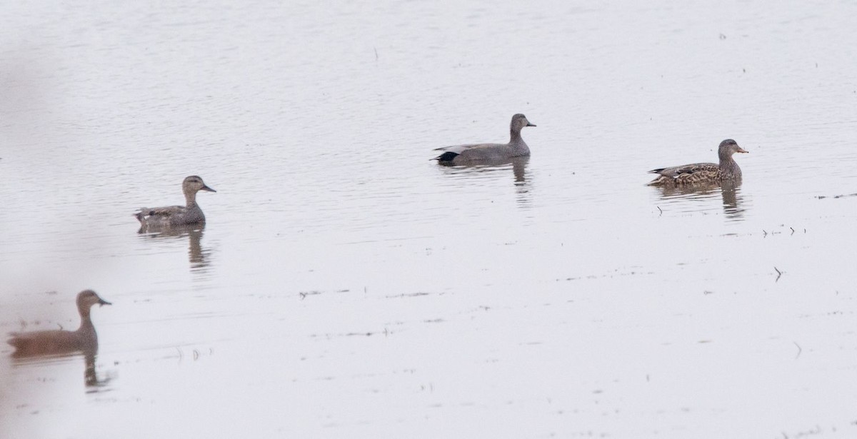 Gadwall - ML76477081