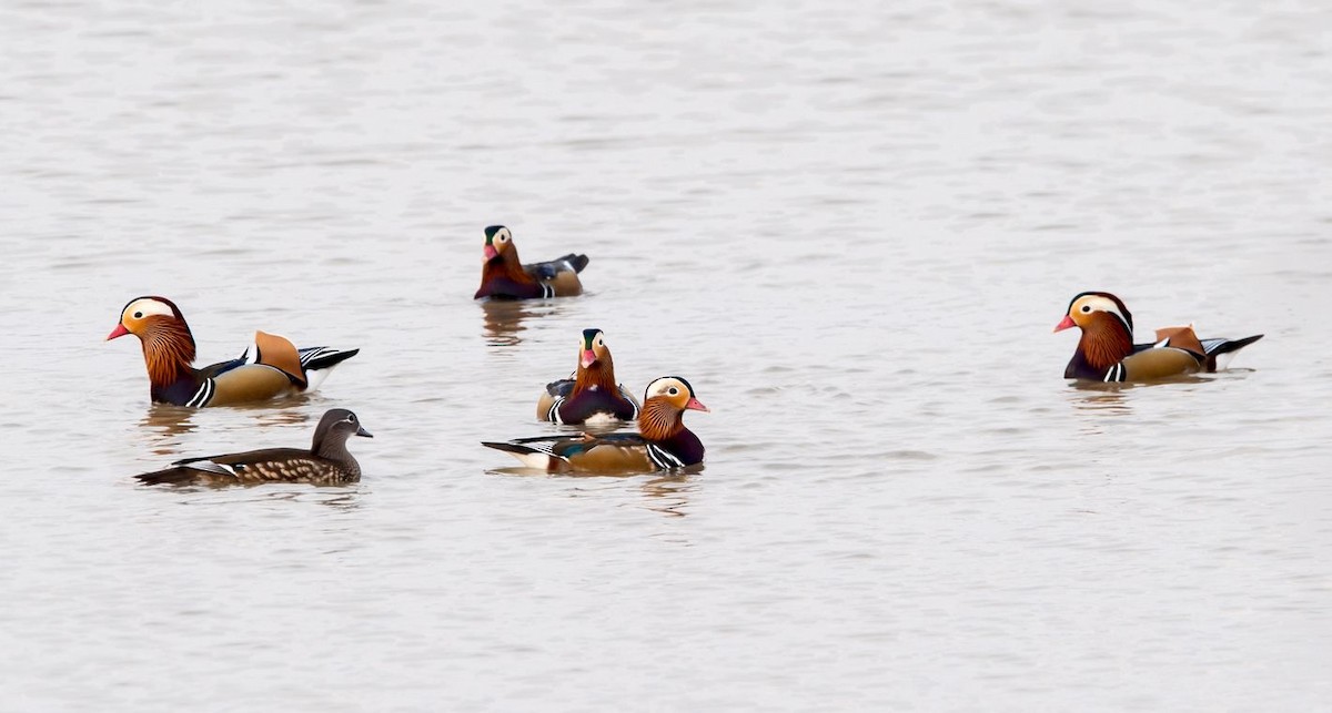 Mandarin Duck - ML76477091