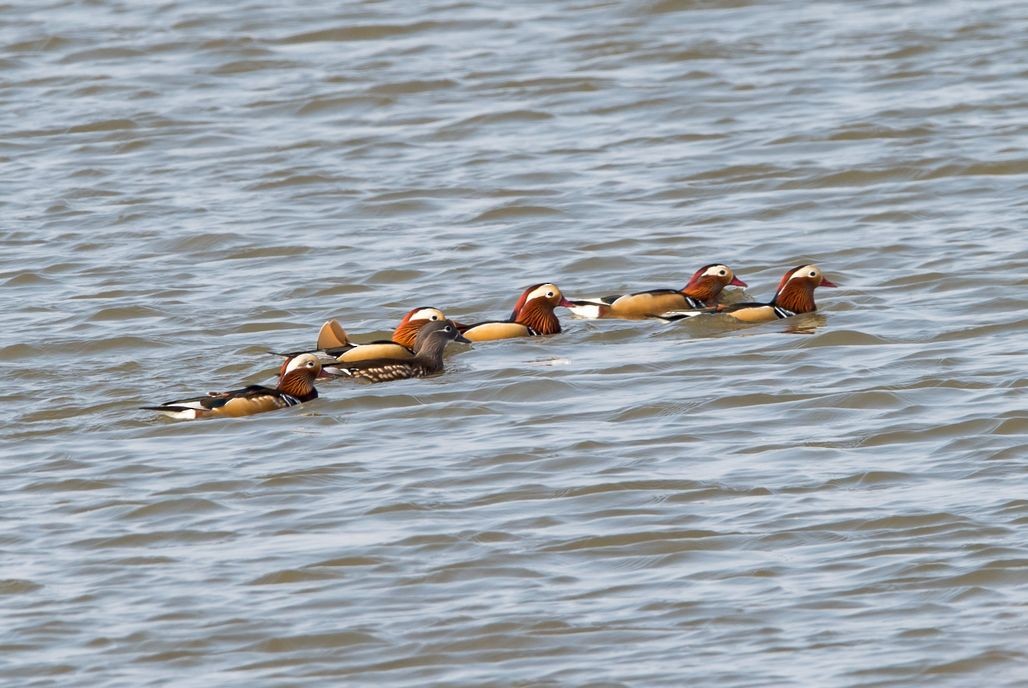 Mandarin Duck - ML76477101