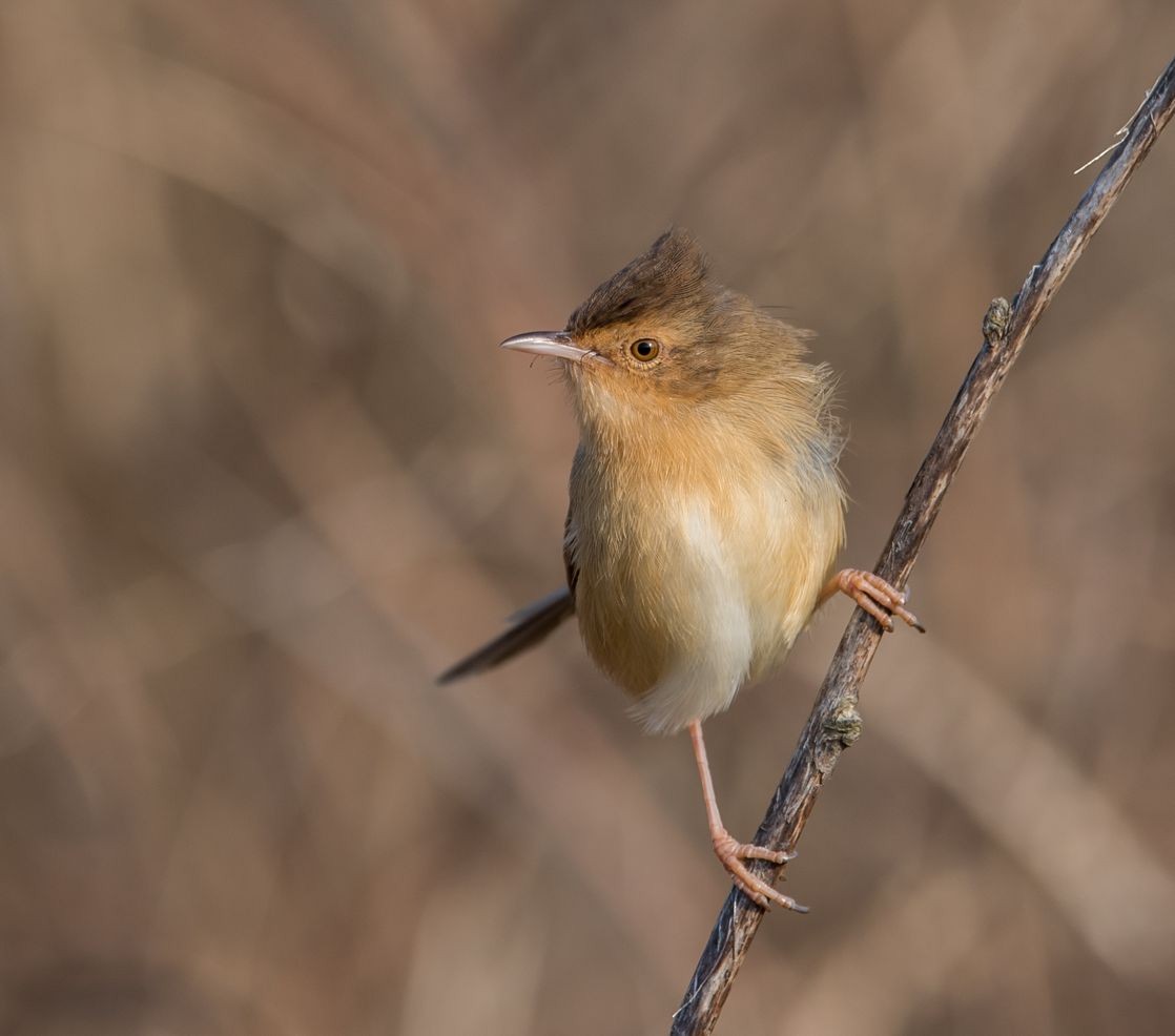 Plain Prinia - ML76477131