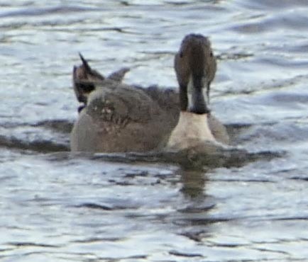 Northern Pintail - ML76477361