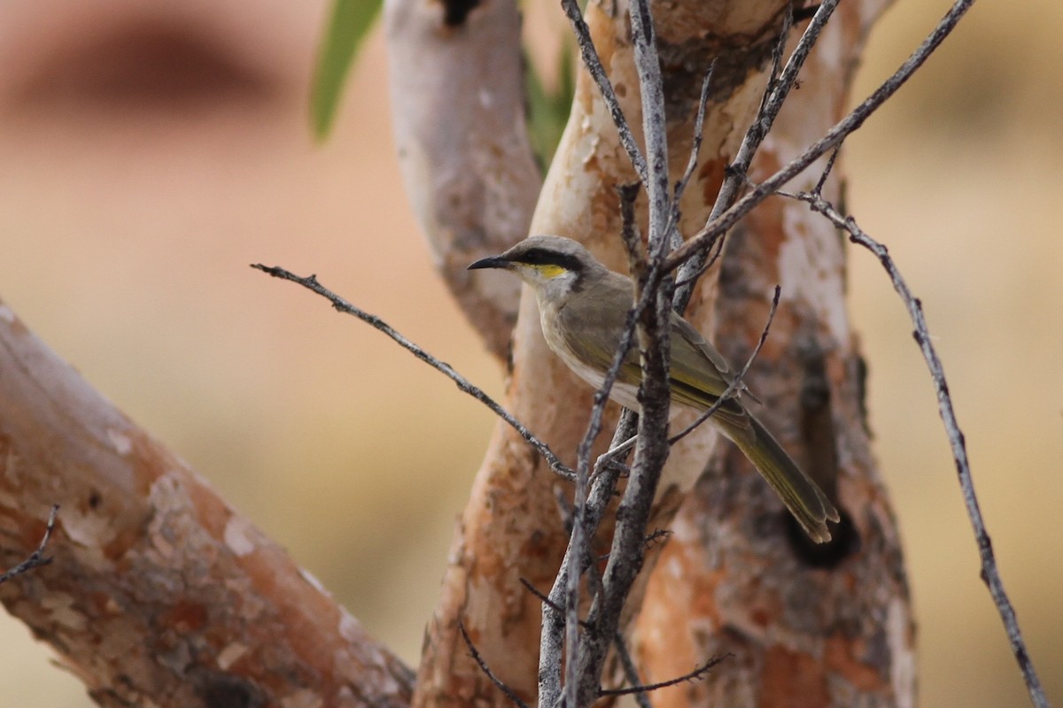 Singing Honeyeater - ML76480031