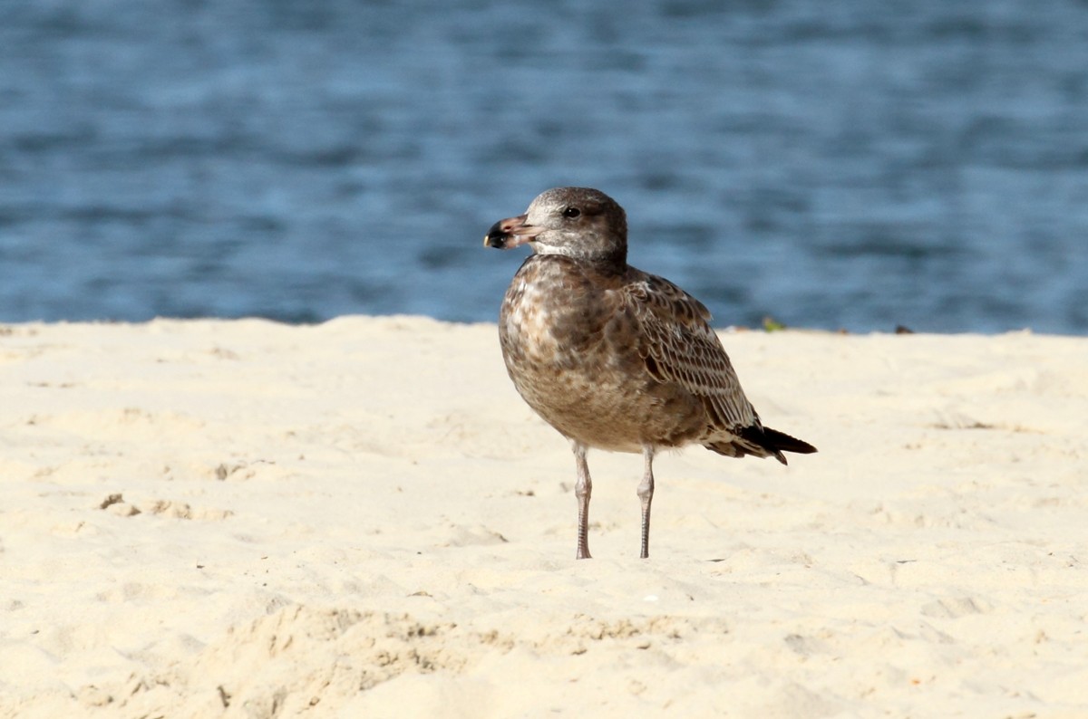 Gaviota de Tasmania - ML76481341