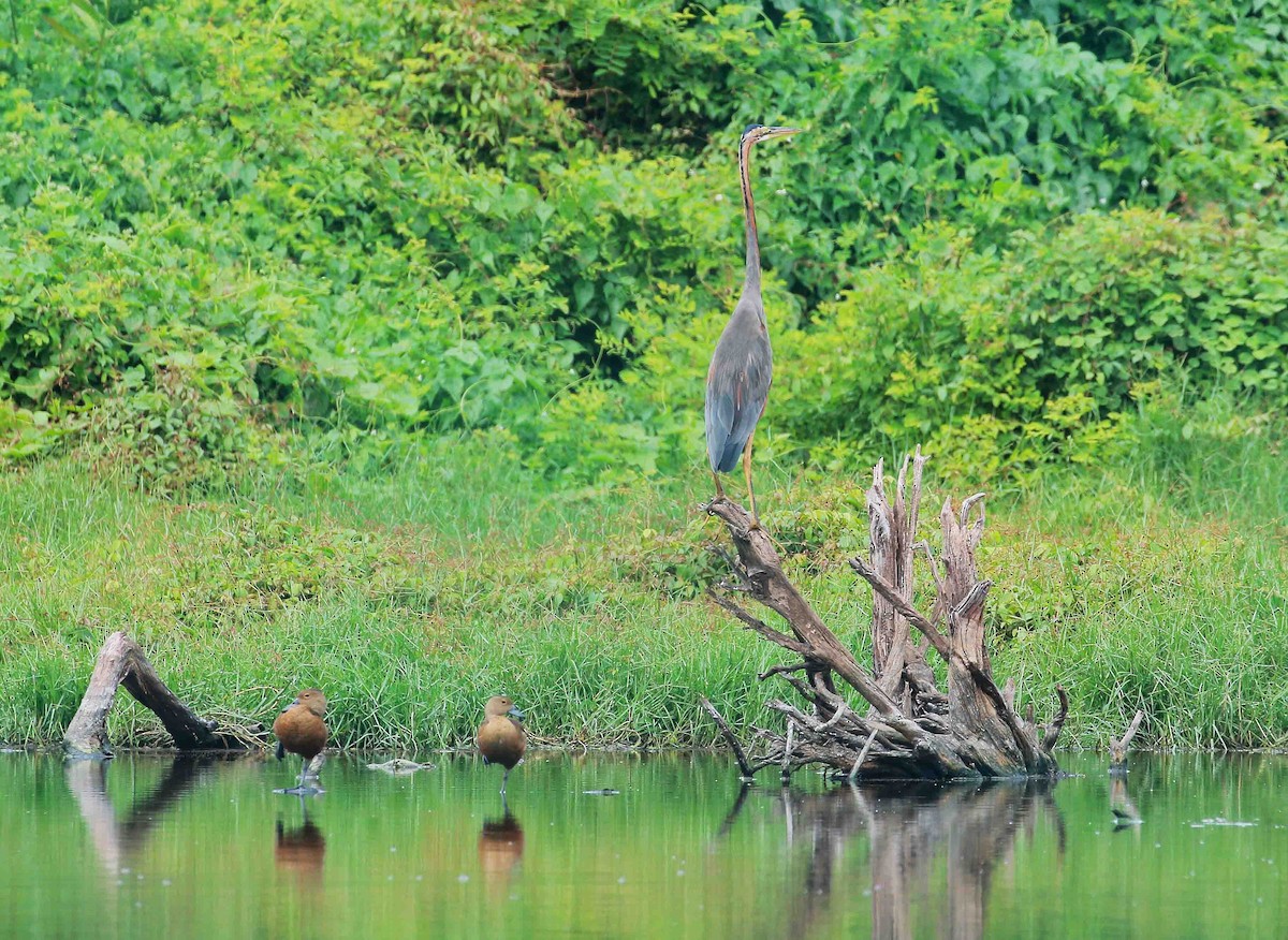 Purple Heron - Neoh Hor Kee