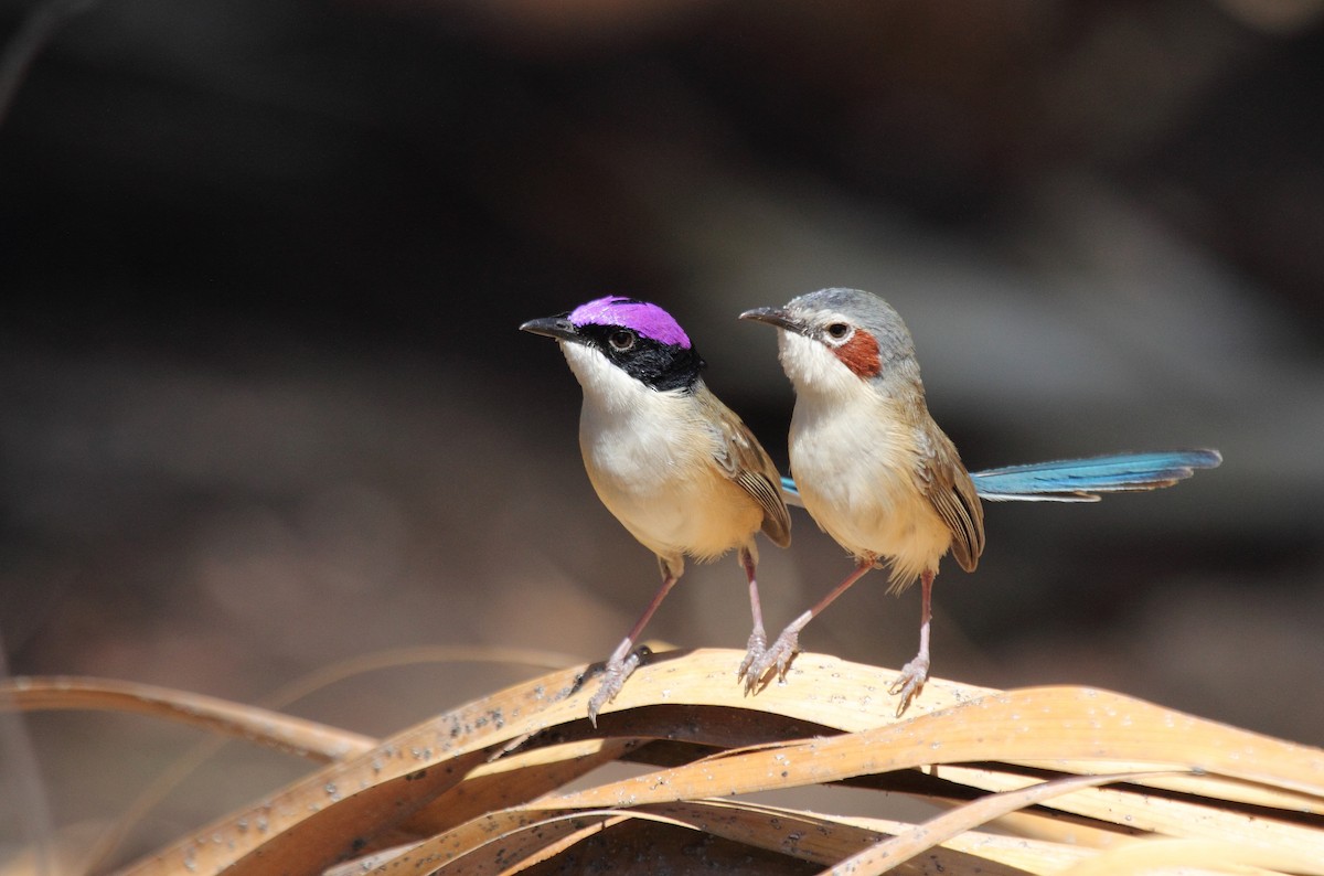 Purple-crowned Fairywren - ML76482571