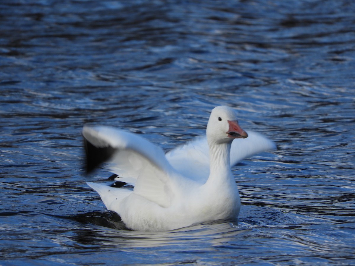 Snow Goose - ML76483001