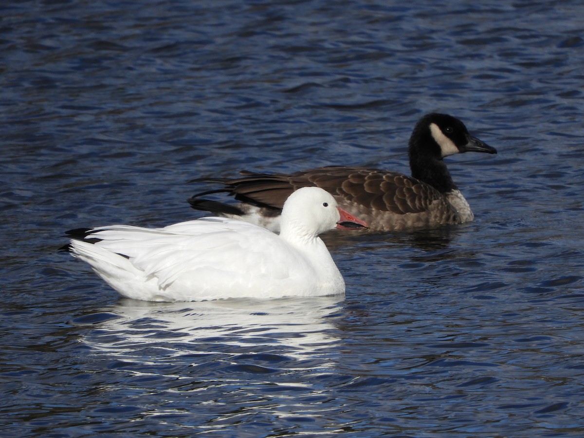 Snow Goose - ML76483031