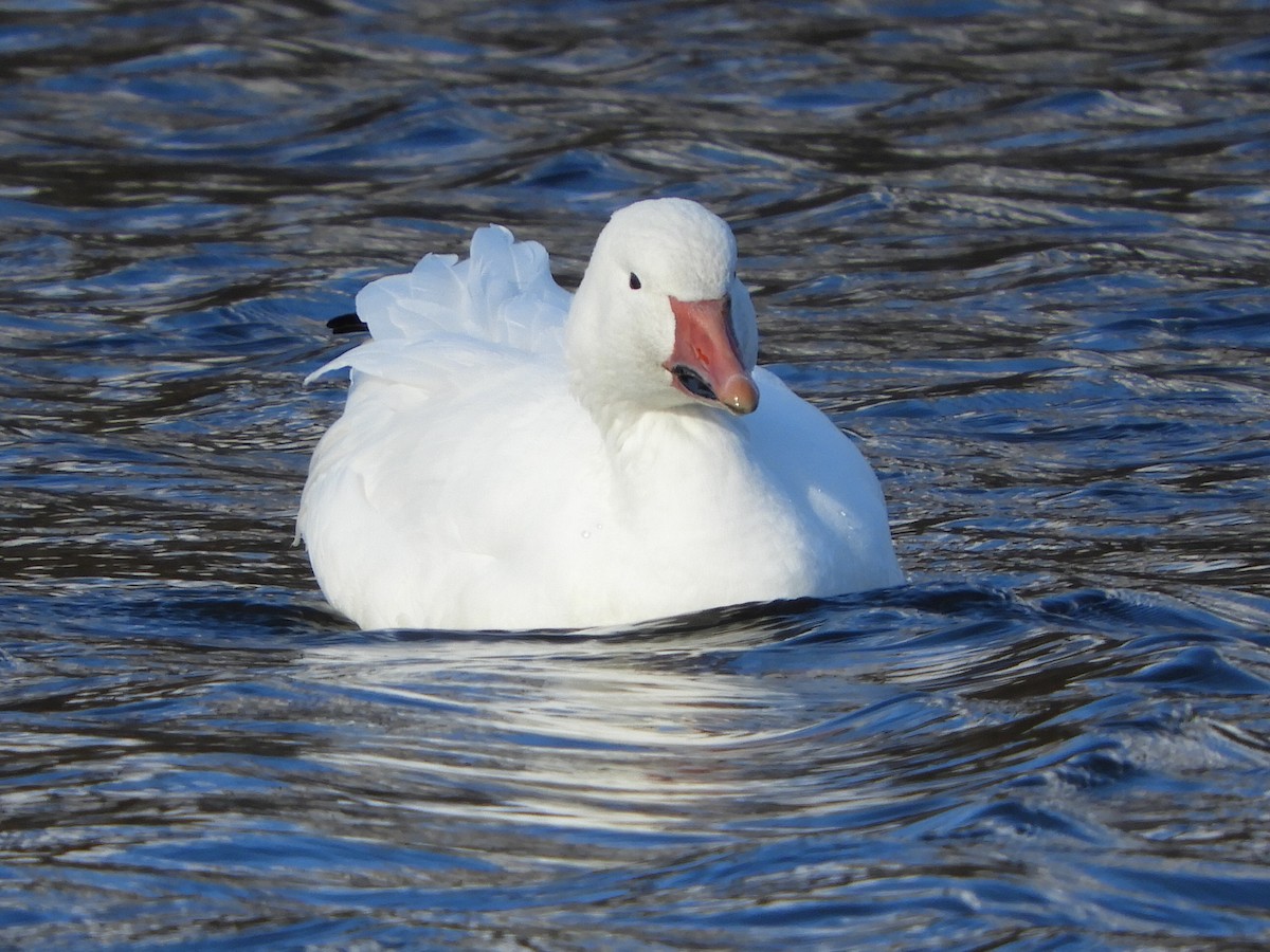 Snow Goose - ML76483211