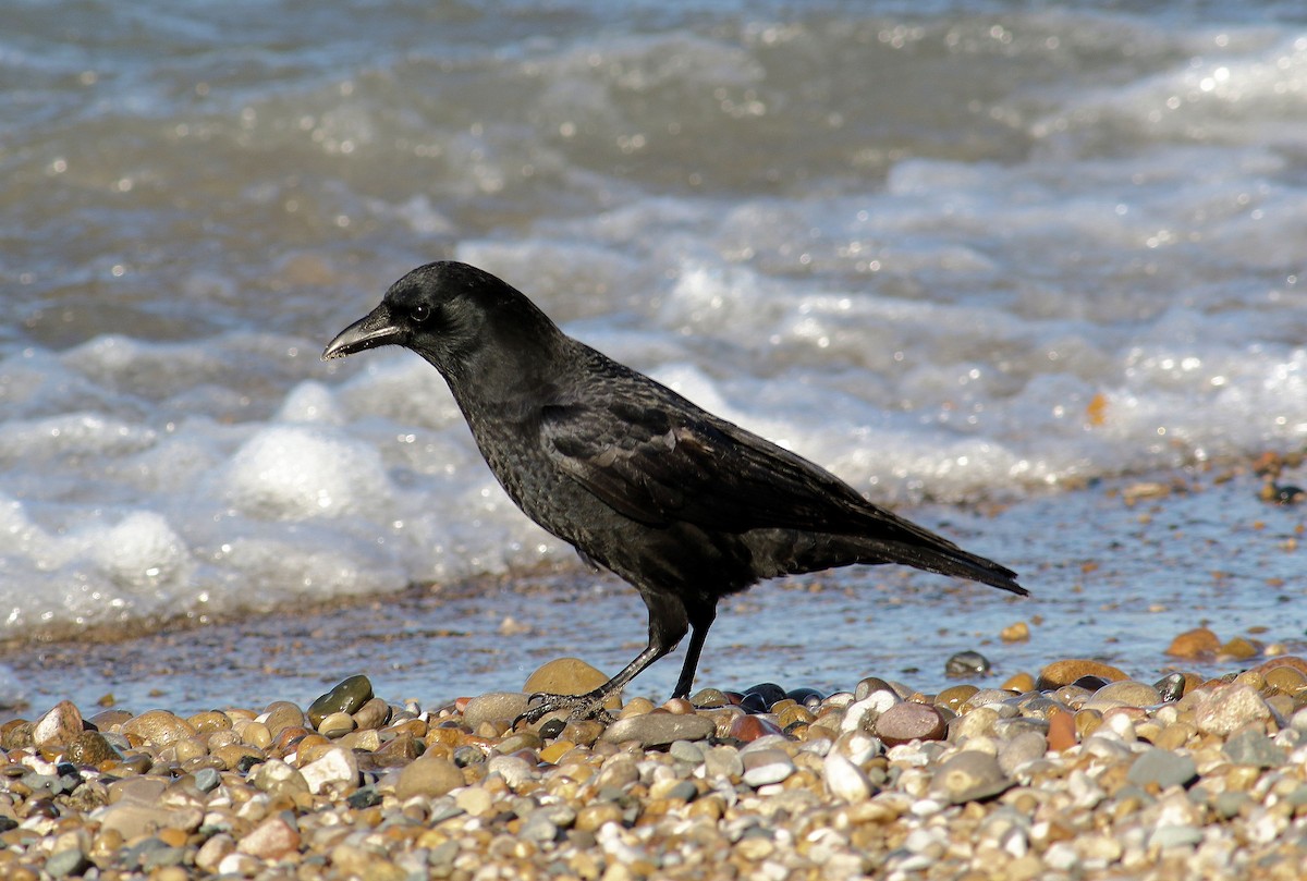 American Crow - ML76483241