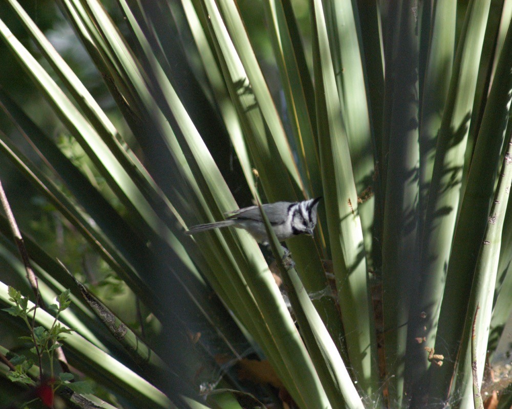 Bridled Titmouse - ML76484031