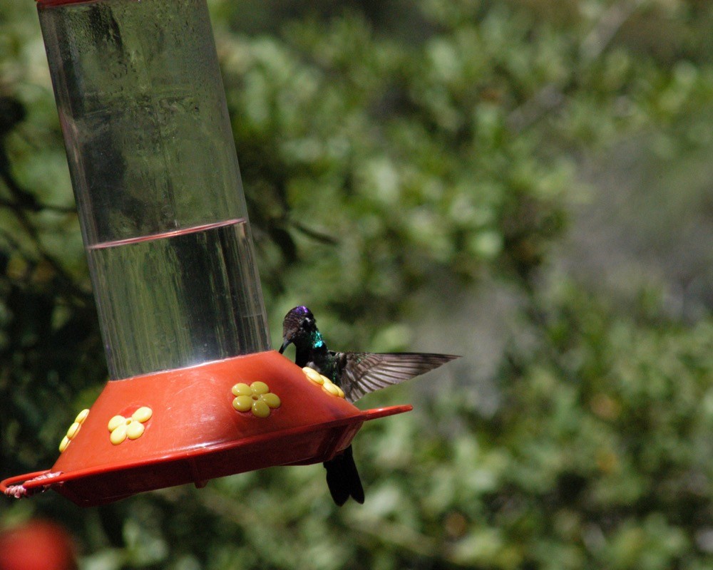 Rivoli's Hummingbird - ML76484251