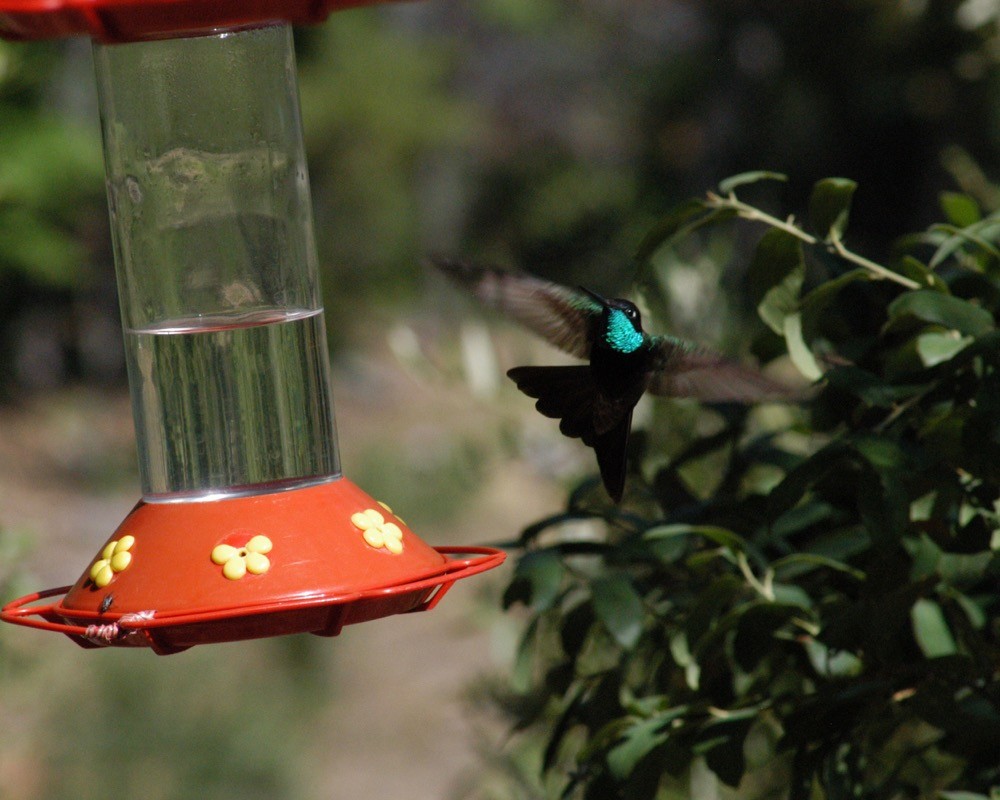 Rivoli's Hummingbird - ML76484301