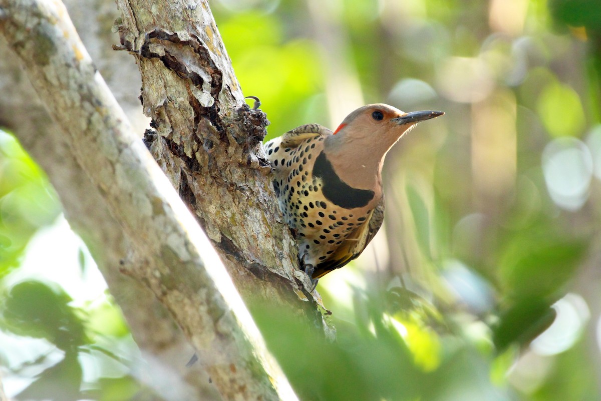 Northern Flicker - ML76486111