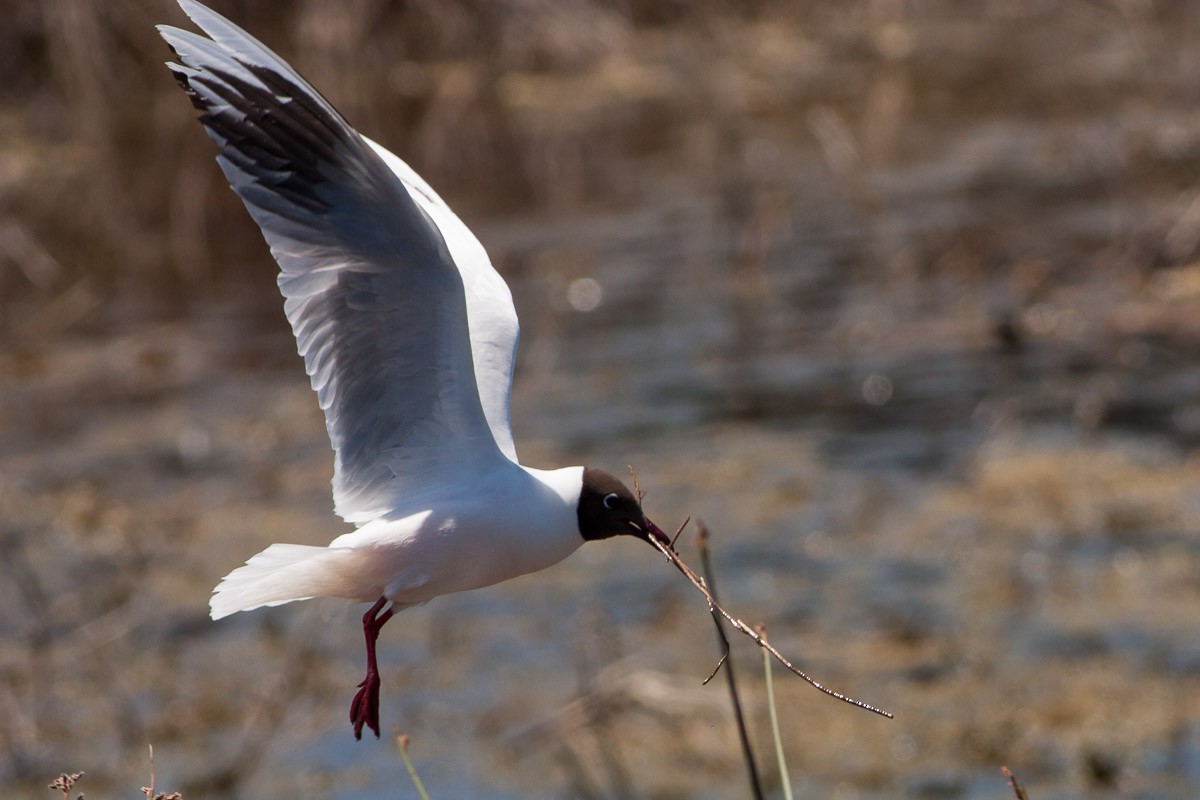 Brown-hooded Gull - Ariel Cabrera Foix