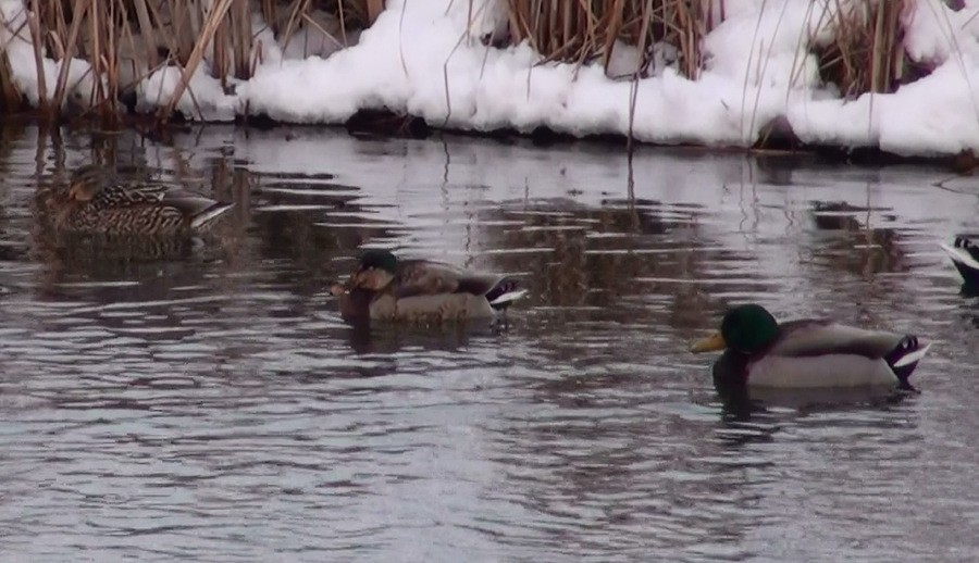 Mallard x American Black Duck (hybrid) - Eric Howe