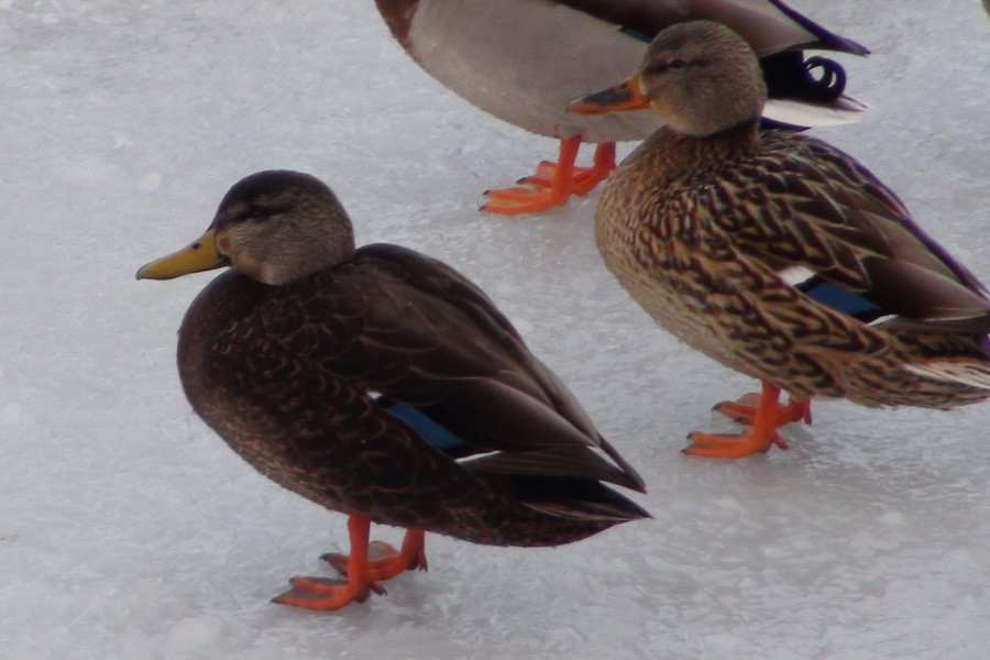 Mallard x American Black Duck (hybrid) - Eric Howe