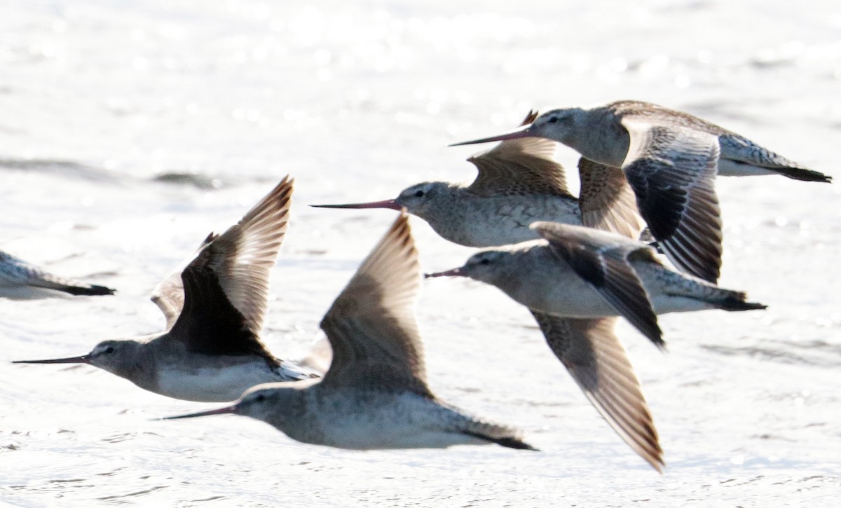 Hudsonian Godwit - Steven Ashdown