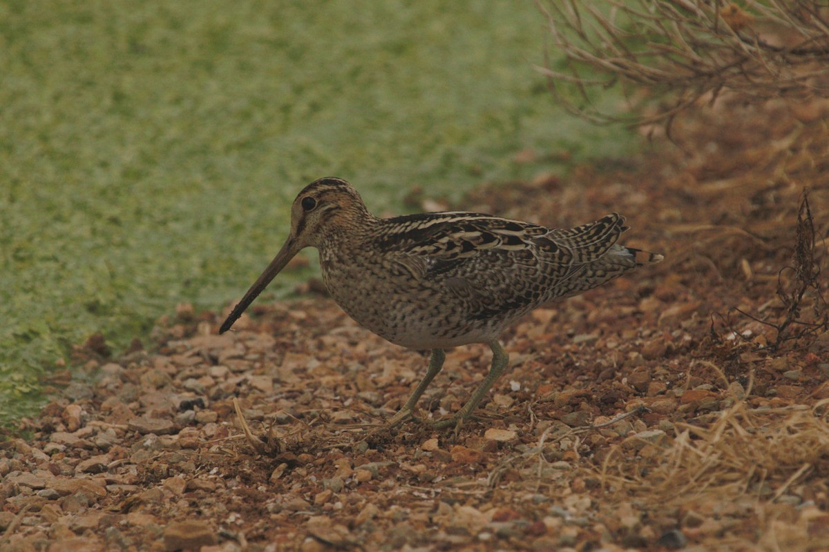 Swinhoe's Snipe - ML76487951