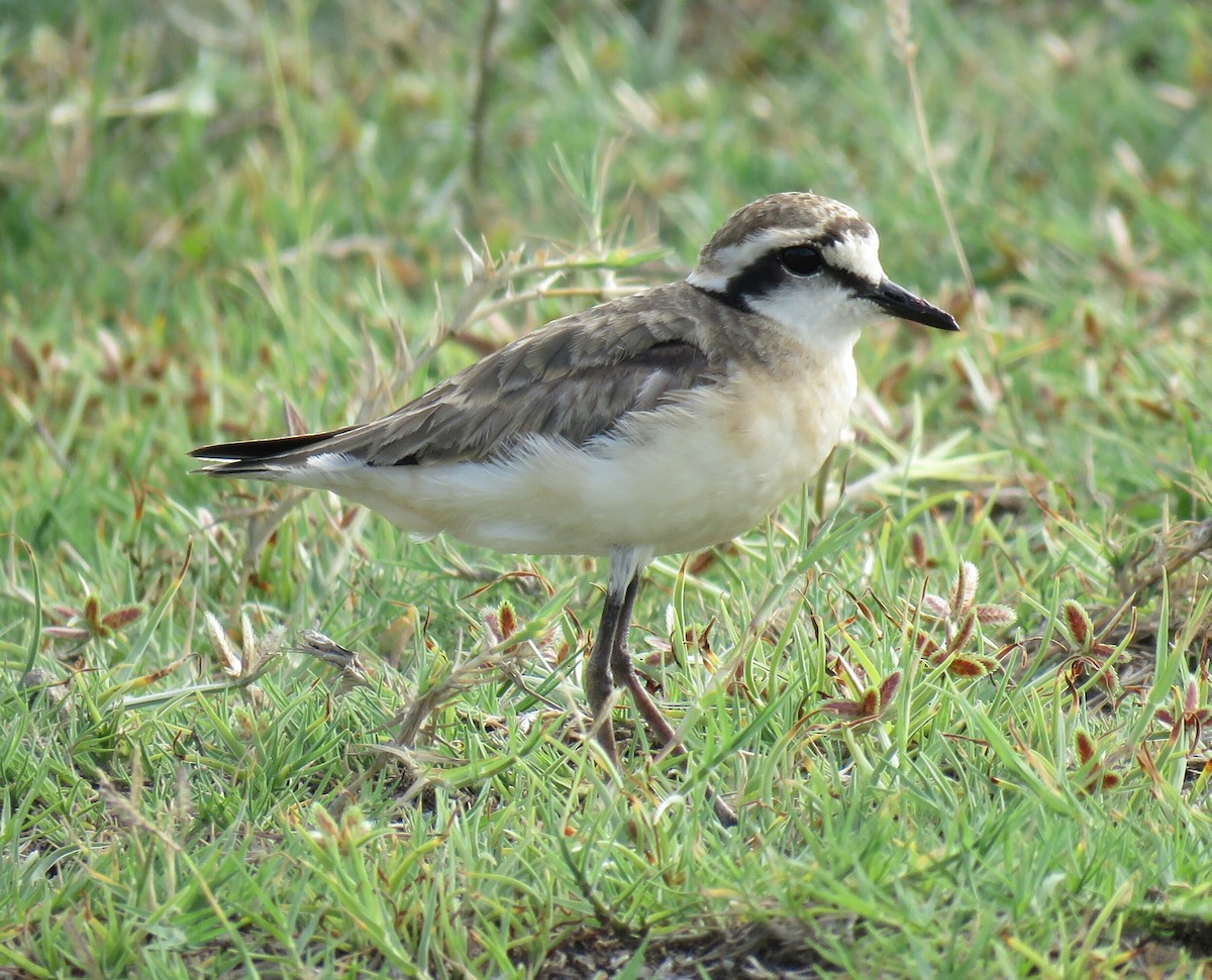 Kittlitz's Plover - ML76488981